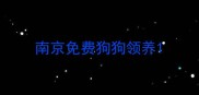 南京免费狗狗领养