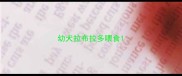 幼犬拉布拉多喂食