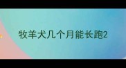 牧羊犬几个月能长跑