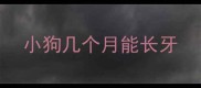 小狗几个月能长牙