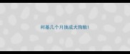 柯基几个月换成犬狗粮