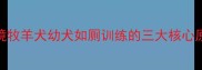 边境牧羊犬幼犬如厕训练的三大核心原则