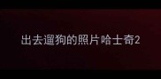 出去遛狗的照片哈士奇