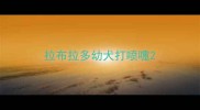 拉布拉多幼犬打喷嚏