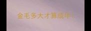 金毛多大才算成年
