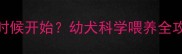 狗狗啃骨头什么时候开始幼犬科学喂养全攻略附避坑指南