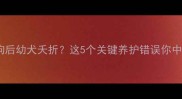 母狗生小狗后幼犬夭折这5个关键养护错误你中了几条