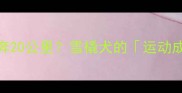 哈士奇每天要狂奔20公里雪橇犬的运动成瘾症养护指南