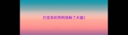 打疫苗的狗狗接触了犬瘟