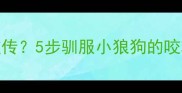 边牧拆家狂魔名不虚传5步驯服小狼狗的咬鞋秘籍附真实案例