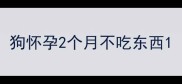 狗怀孕2个月不吃东西