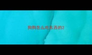 狗狗怎么吃东西的