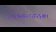 边牧狗狗打疫苗要