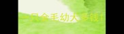 一只金毛幼犬多钱