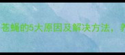 小狗频繁招苍蝇的5大原因及解决方法养宠必看