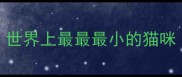 世界上最最最小的猫咪
