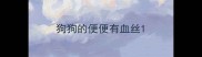 狗狗的便便有血丝