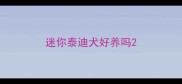 迷你泰迪犬好养吗