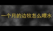 一个月的边牧怎么喂水