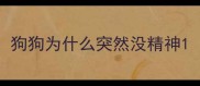 狗狗为什么突然没精神