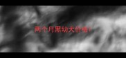 两个月黑幼犬价格