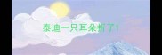 泰迪一只耳朵折了