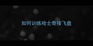 如何训练哈士奇接飞盘