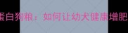 科学选择高蛋白狗粮如何让幼犬健康增肥的喂养指南
