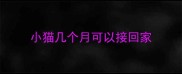 小猫几个月可以接回家