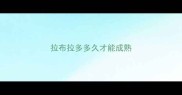 拉布拉多多久才能成熟