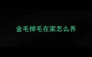 金毛掉毛在家怎么养