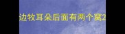 边牧耳朵后面有两个窝