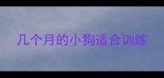 几个月的小狗适合训练