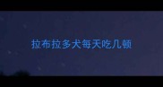 拉布拉多犬每天吃几顿