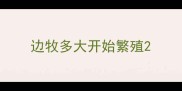 边牧多大开始繁殖