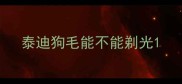 泰迪狗毛能不能剃光