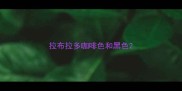 拉布拉多咖啡色和黑色