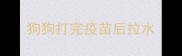 狗狗打完疫苗后拉水