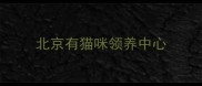 北京有猫咪领养中心