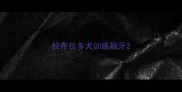 拉布拉多犬训练刷牙