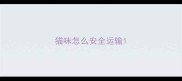 猫咪怎么安全运输