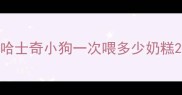 哈士奇小狗一次喂多少奶糕