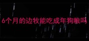 6个月的边牧能吃成年狗粮吗