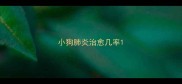 小狗肺炎治愈几率