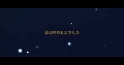 金毛的的毛乱怎么办