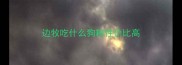 边牧吃什么狗粮性价比高