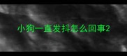 小狗一直发抖怎么回事