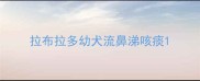 拉布拉多幼犬流鼻涕咳痰