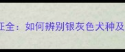 银灰色边牧特征全如何辨别银灰色犬种及科学饲养指南