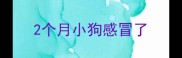 2个月小狗感冒了